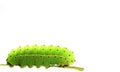 Green caterpillar