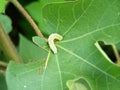 Green caterpillar Royalty Free Stock Photo