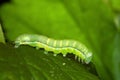 Green caterpillar Royalty Free Stock Photo