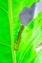 green caterpillar animal on leaf background. Royalty Free Stock Photo