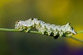 A green caterpillar with a beautiful pattern Royalty Free Stock Photo