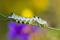 A green caterpillar with a beautiful pattern Royalty Free Stock Photo