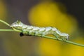 A green caterpillar with a beautiful pattern Royalty Free Stock Photo
