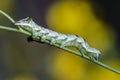 A green caterpillar with a beautiful pattern Royalty Free Stock Photo