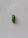 Green Caterpillar begins to pupate Royalty Free Stock Photo