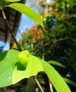 A green caterpillar with black horns are eating on a soursop tree leaf