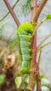 A caterpillar walking on a tree