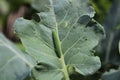 Green caterpillar on a broccoli leaf Royalty Free Stock Photo
