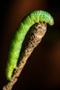 Green caterpillar on a brown branch. Royalty Free Stock Photo