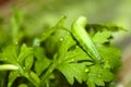 Green caterpillar butterfly eats fresh leaves of lettuce, blurry and soft background Royalty Free Stock Photo