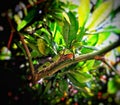 A green caterpillar caught on a branch