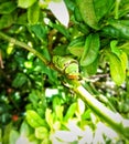 A green caterpillar caught on a branch