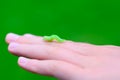 Green caterpillar on child hand