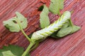 Green Caterpillar