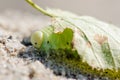 Green Caterpillar close-up on a light background under leaf Royalty Free Stock Photo