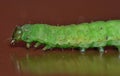 Green Caterpillar - Macro Photography - UK Royalty Free Stock Photo