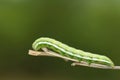 Green caterpillar Royalty Free Stock Photo