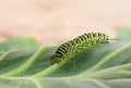 Green caterpillar closeup on a cabbage leaf. Black Swallowtail Caterpillar, Papilio polyxenes crawling on a green leaf Royalty Free Stock Photo