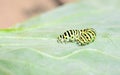 Green caterpillar closeup on a cabbage leaf. Black Swallowtail Caterpillar, Papilio polyxenes crawling on a green leaf Royalty Free Stock Photo