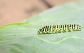 Green caterpillar closeup on a cabbage leaf. Black Swallowtail Caterpillar, Papilio polyxenes crawling on a green leaf Royalty Free Stock Photo