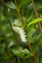 Green caterpillar in the stage of cocoon formation on green leaf. Thread cocoon. First stage of the formation of the chrysalis of Royalty Free Stock Photo