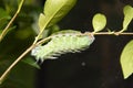 Green caterpillar in the stage of cocoon formation on green leaf. Thread cocoon. First stage of the formation of the chrysalis of Royalty Free Stock Photo