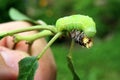 Green caterpillar of Common Quaker moth, latin name Orthosia Cerasi, climbing on torn branch of broadleaf, possibly cherry tree.