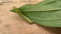 Green caterpillar crawl on a green leaf on a wooden table. Garden pest, cotton bollworm, helicoverpa armigera
