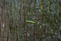 Green caterpillar crawling on tree bark Royalty Free Stock Photo