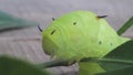 Green caterpillar crawling on leaf stem