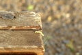 Green caterpillar crawling on a wooden bench.