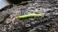 A green caterpillar crawls on the bark