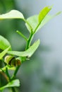 A Green Caterpillar on a Lime Tree Royalty Free Stock Photo