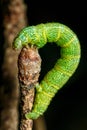 Green caterpillar Royalty Free Stock Photo