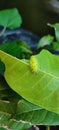 Green caterpillar Royalty Free Stock Photo