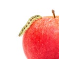 Green Caterpillar Creeps on Red Apple Royalty Free Stock Photo
