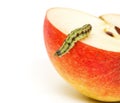 Green Caterpillar Creeps on Red Apple Royalty Free Stock Photo