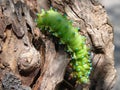 The green caterpillar creeps on a tree Royalty Free Stock Photo