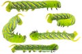 Green Caterpillar of death's head hawkmoth in different position