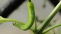 Green caterpillar digesting leaves and defecating video