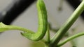 Green caterpillar digesting leaves