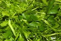 Green caterpillar disguises itself, crawls along the fresh green grass parsley, dill, coriander, salad, defocused with a blurred Royalty Free Stock Photo