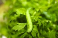 Caterpillar,moth larvae,worms eats fresh leaves of lettuce, blurry and soft background Royalty Free Stock Photo