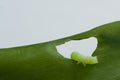 Green caterpillar Royalty Free Stock Photo