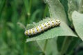 Green caterpillar eating the leaf Royalty Free Stock Photo