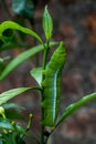 Green caterpillar eating leaf. Royalty Free Stock Photo