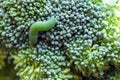 Green caterpillar eats broccoli. Concept - agricultural pests, g