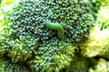 Green caterpillar eats broccoli. Concept - agricultural pests, g