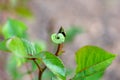 A green caterpillar eats a bud on a garden rose. Selective focus. Copy space. Close up Royalty Free Stock Photo