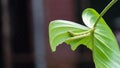 The green caterpillar that eats the green leaves with a heart shape has Royalty Free Stock Photo